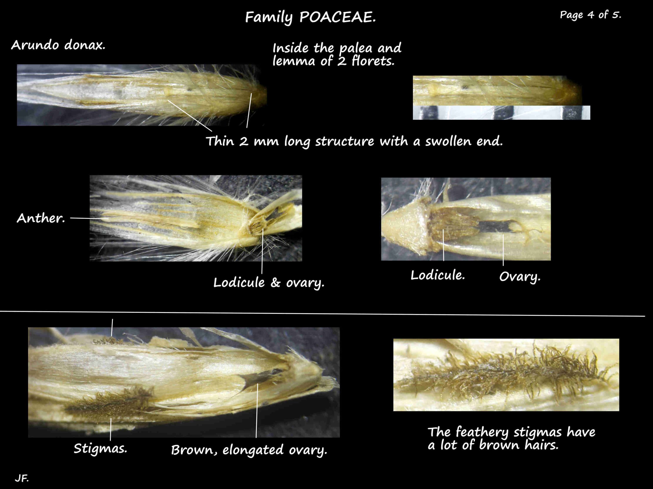 4 Arundo lodicules, stamens, ovary & stigmas